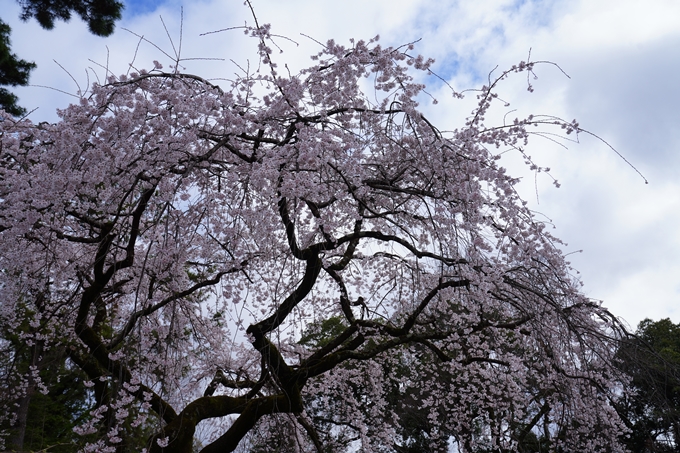 京都_桜情報_2022_06　近衛邸跡　No4