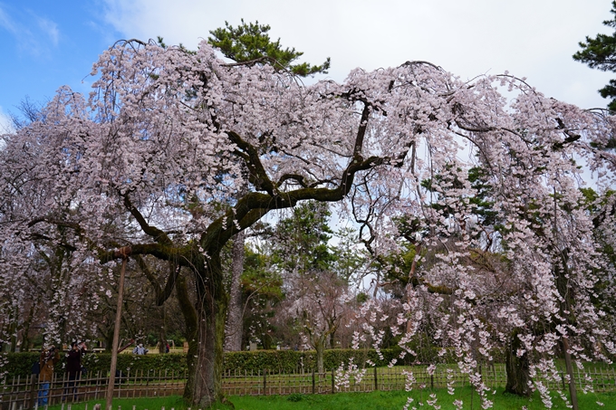 京都_桜情報_2022_06　近衛邸跡　No5