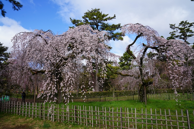 京都_桜情報_2022_06　近衛邸跡　No6