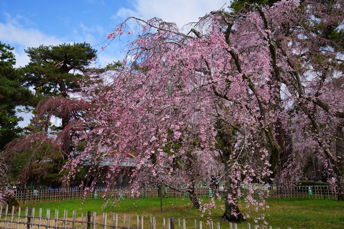 京都_桜情報_2022_06　近衛邸跡　No7