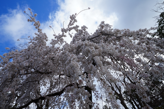 京都_桜情報_2022_06　近衛邸跡　No8