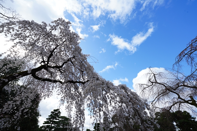 京都_桜情報_2022_06　近衛邸跡　No10