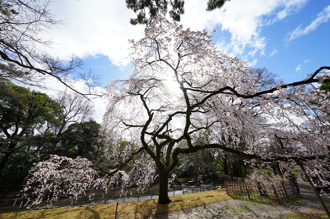 京都_桜情報_2022_06　近衛邸跡　No11