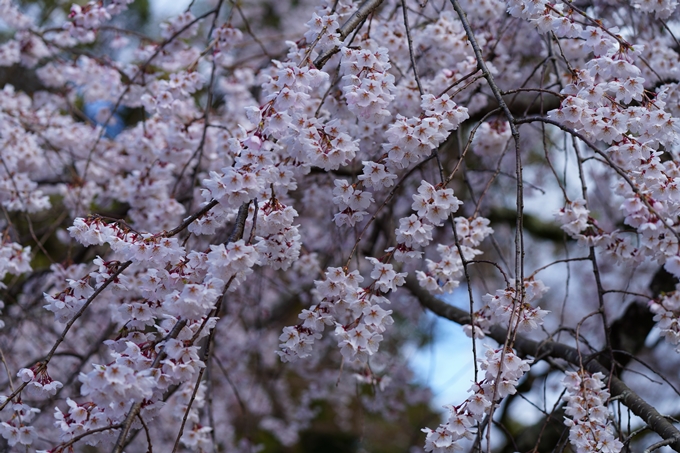 京都_桜情報_2022_06　近衛邸跡　No12