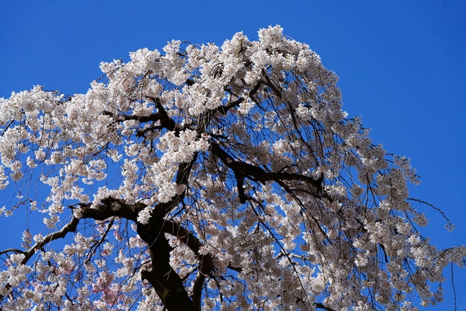 京都_桜情報_2022_06　近衛邸跡　No14