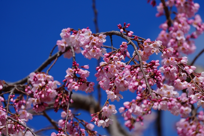 京都_桜情報_2022_06　近衛邸跡　No16