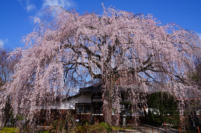 京都_桜情報_2022_07　本満寺　No3