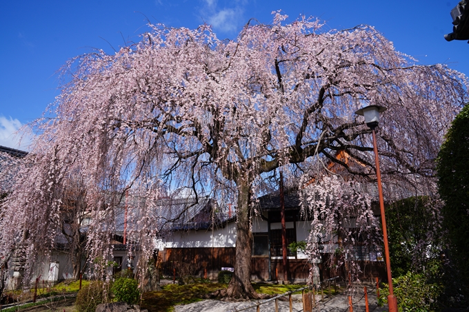 京都_桜情報_2022_07　本満寺　No4