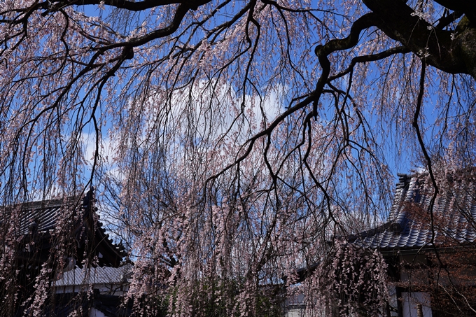 京都_桜情報_2022_07　本満寺　No5