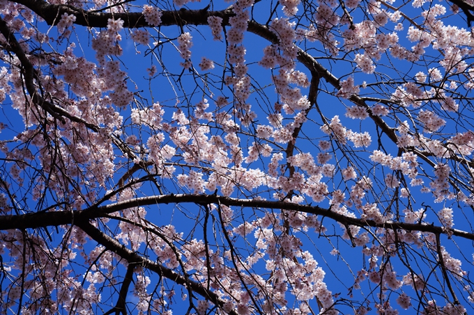 京都_桜情報_2022_07　本満寺　No6