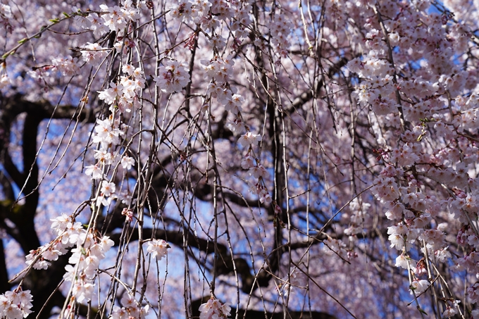 京都_桜情報_2022_07　本満寺　No7