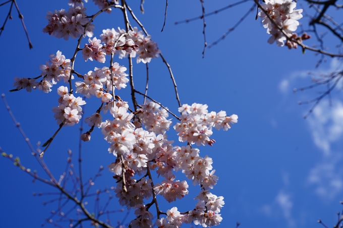 京都_桜情報_2022_07　本満寺　No9