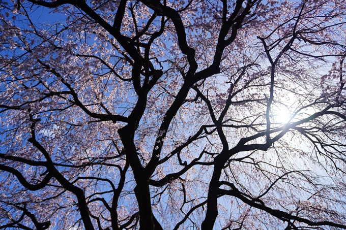 京都_桜情報_2022_07　本満寺　No10