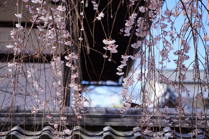 京都_桜情報_2022_07　本満寺　No11