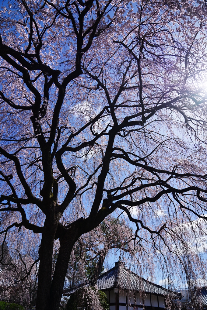 京都_桜情報_2022_07　本満寺　No12