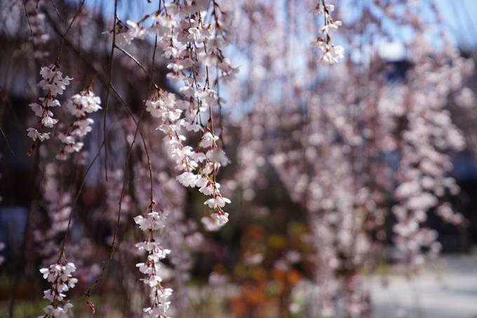 京都_桜情報_2022_07　本満寺　No13