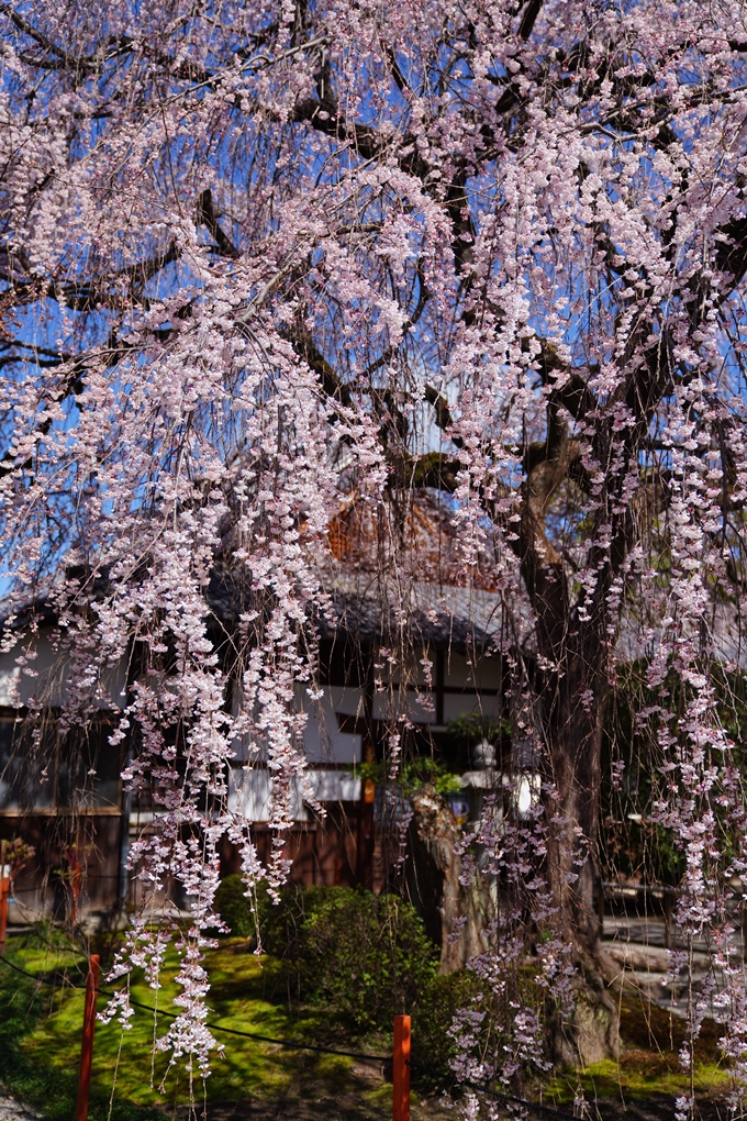 京都_桜情報_2022_07　本満寺　No14