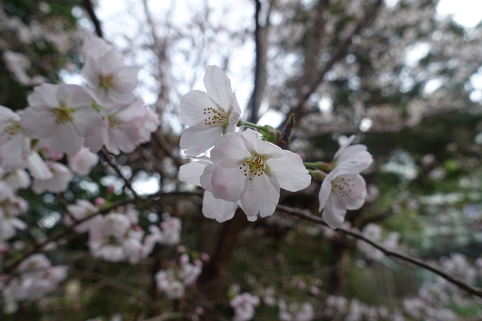 京都_桜情報_2022_速報_01　No2