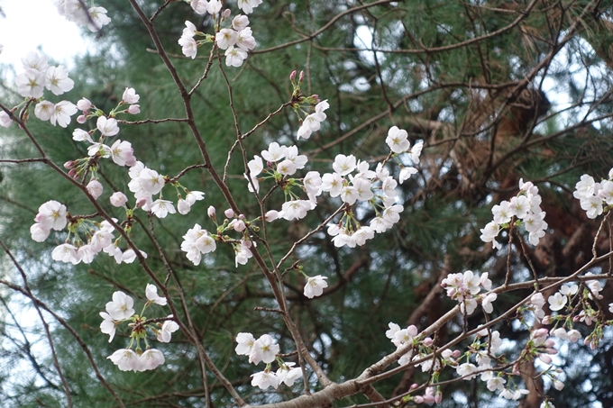 京都_桜情報_2022_速報_01　No3