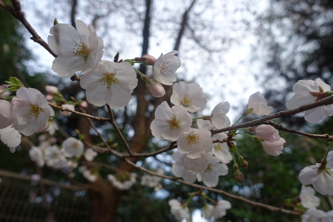 京都_桜情報_2022_速報_01　No4