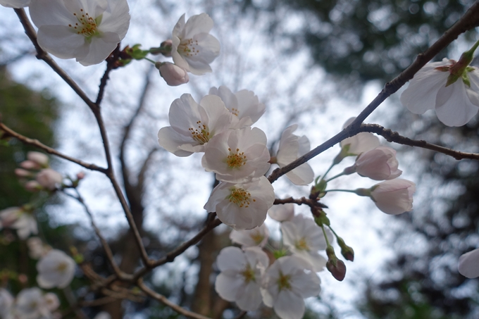 京都_桜情報_2022_速報_01　No5