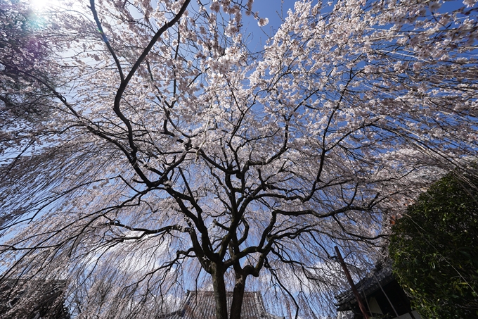 京都_桜情報_2022_07　本満寺　No15