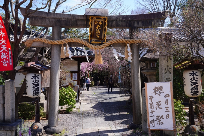 京都_桜情報_2022_08　水火天満宮　No2