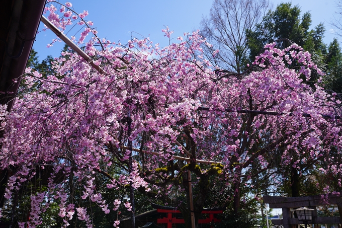 京都_桜情報_2022_08　水火天満宮　No3