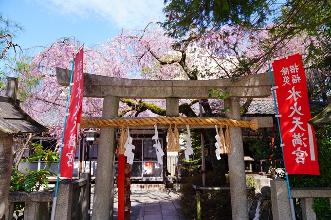 京都_桜情報_2022_08　水火天満宮　No6