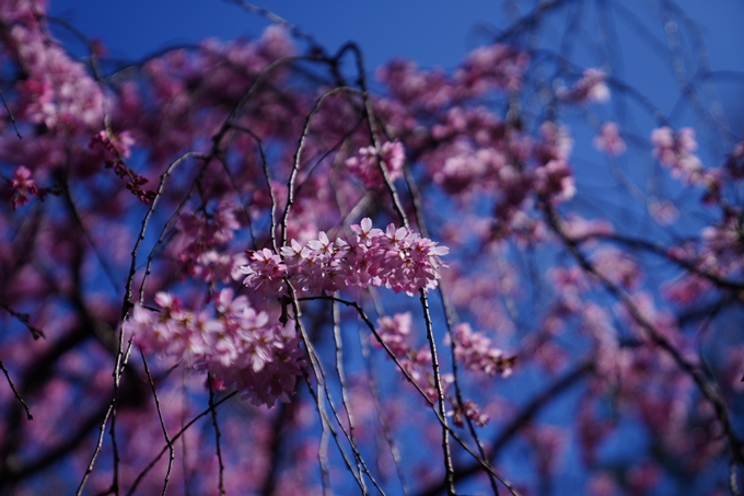 京都_桜情報_2022_08　水火天満宮　No7