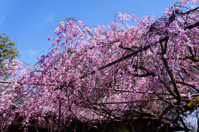 京都_桜情報_2022_08　水火天満宮　No8