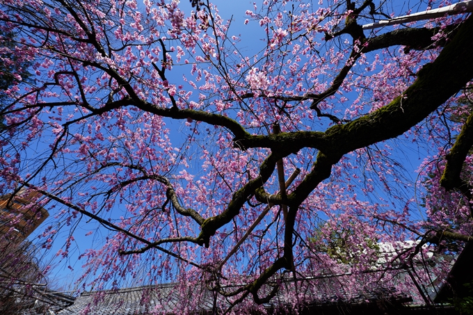 京都_桜情報_2022_08　水火天満宮　No9