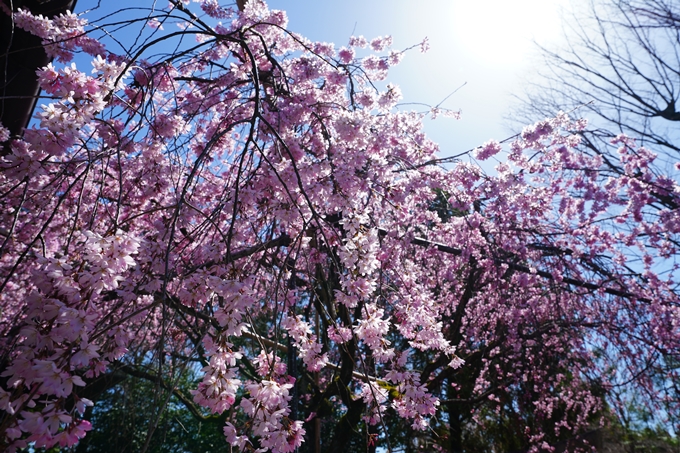 京都_桜情報_2022_08　水火天満宮　No10