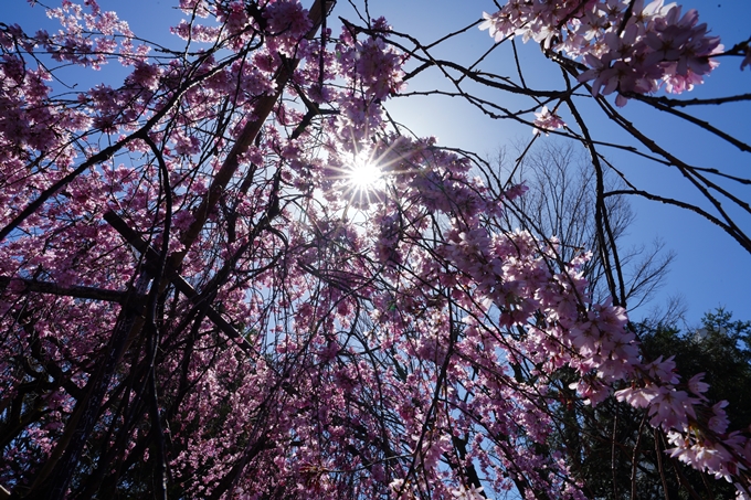 京都_桜情報_2022_08　水火天満宮　No11