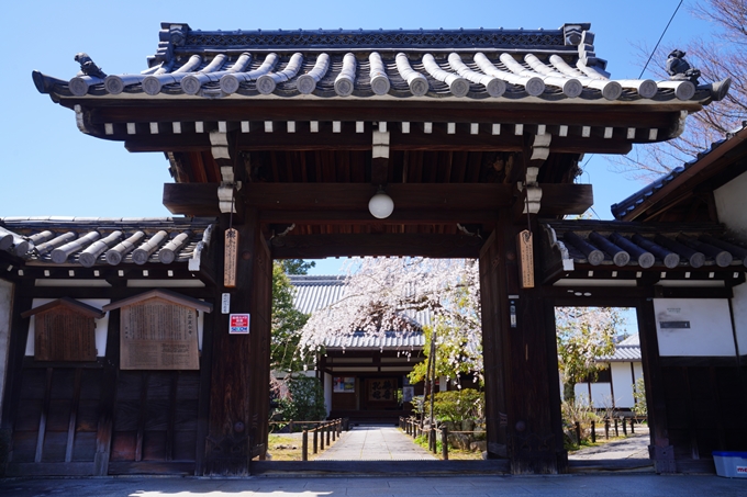 京都_桜情報_2022_09　上品蓮台寺　No2