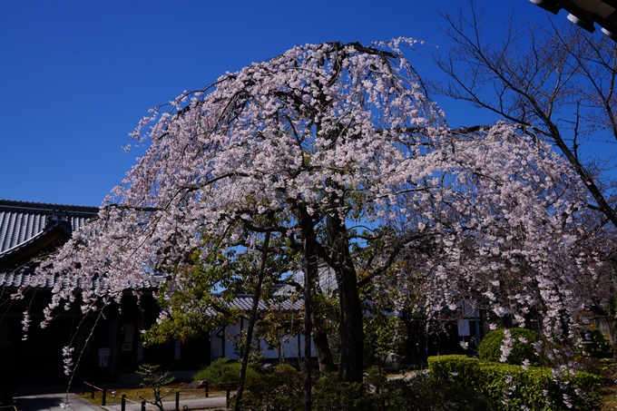 京都_桜情報_2022_09　上品蓮台寺　No3