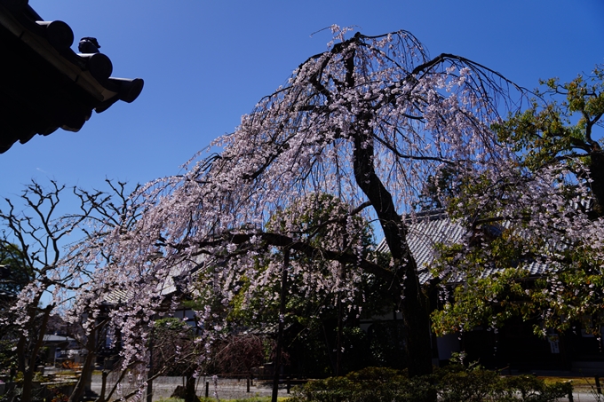 京都_桜情報_2022_09　上品蓮台寺　No4