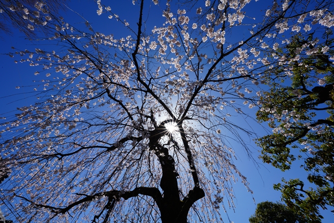 京都_桜情報_2022_09　上品蓮台寺　No5