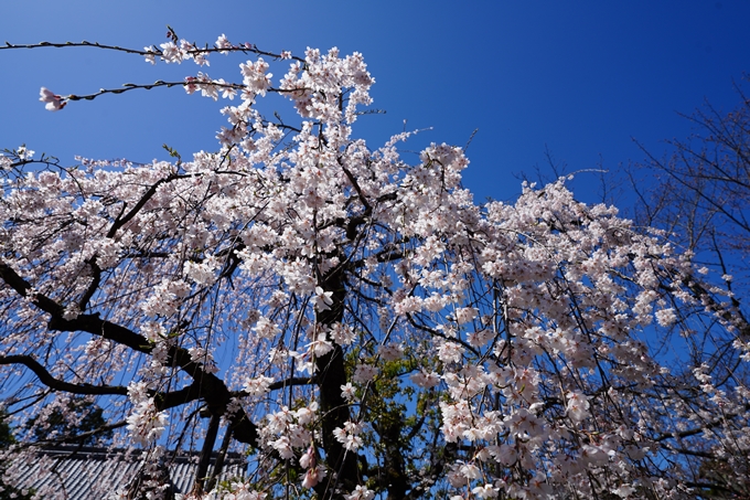 京都_桜情報_2022_09　上品蓮台寺　No6