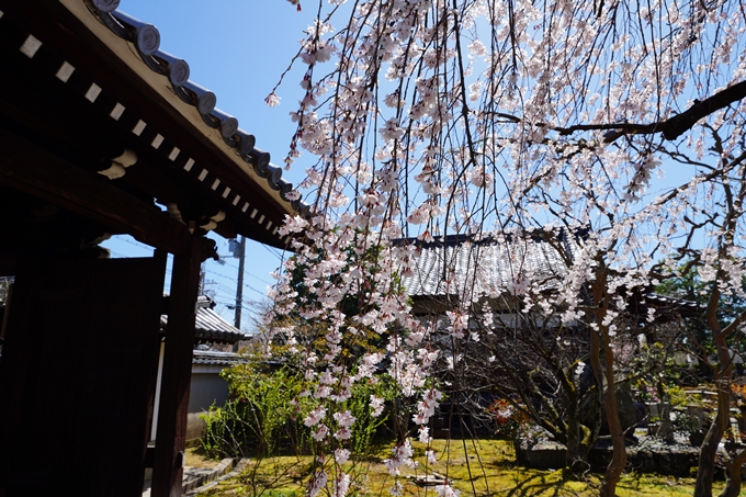 京都_桜情報_2022_09　上品蓮台寺　No7