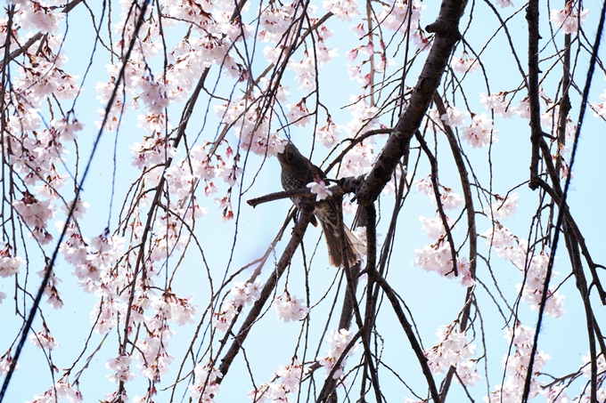 京都_桜情報_2022_09　上品蓮台寺　No8