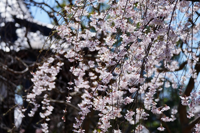 京都_桜情報_2022_09　上品蓮台寺　No9