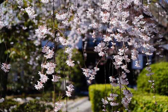 京都_桜情報_2022_09　上品蓮台寺　No10