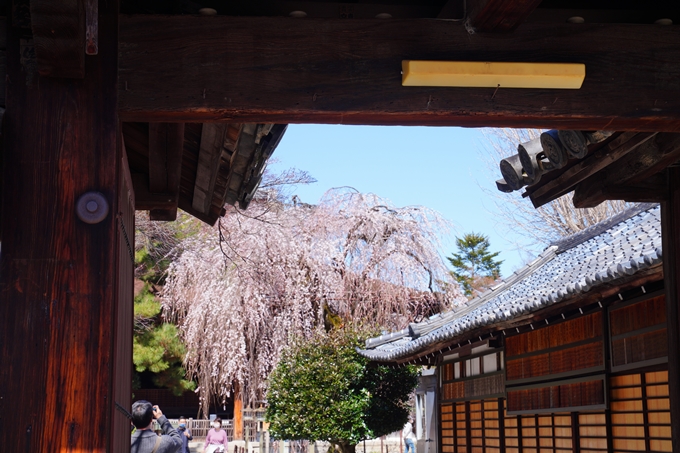 京都_桜情報_2022_10　千本釈迦堂　No3