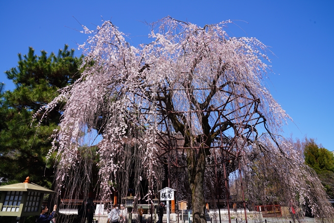 京都_桜情報_2022_10　千本釈迦堂　No4