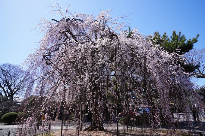 京都_桜情報_2022_10　千本釈迦堂　No5