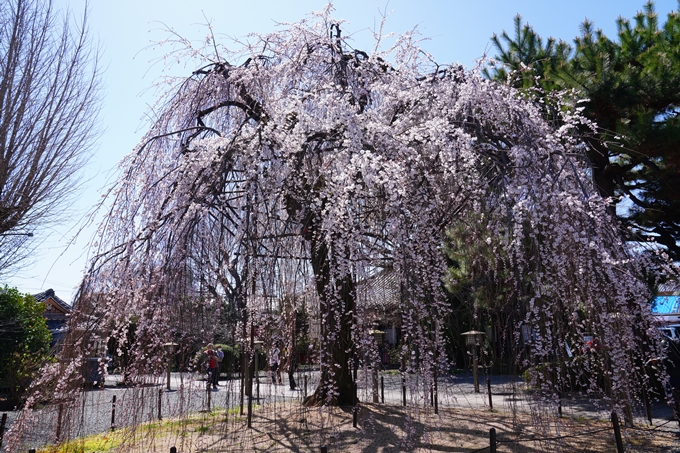 京都_桜情報_2022_10　千本釈迦堂　No6