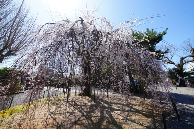 京都_桜情報_2022_10　千本釈迦堂　No8