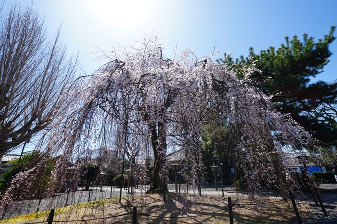 京都_桜情報_2022_10　千本釈迦堂　No10