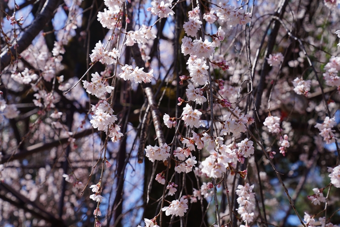 京都_桜情報_2022_10　千本釈迦堂　No11